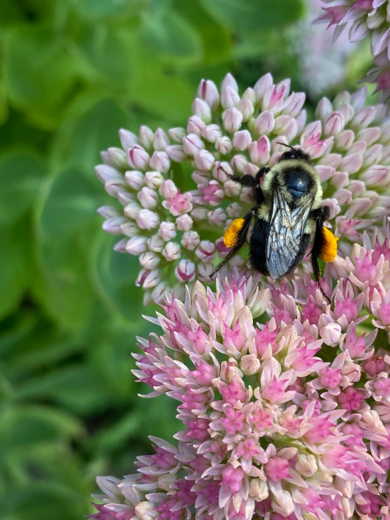 A chubby bee with a single dot on its back straddles the compound flowers, pink and white, of ornamental onion.