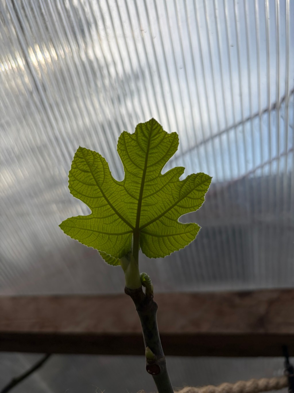 A new fig leaf seen from below, with light shining through it showing the pattern of veins that carry the stuff of life to its cells.